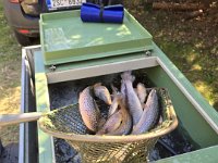 Zarybňování Litavky (25)